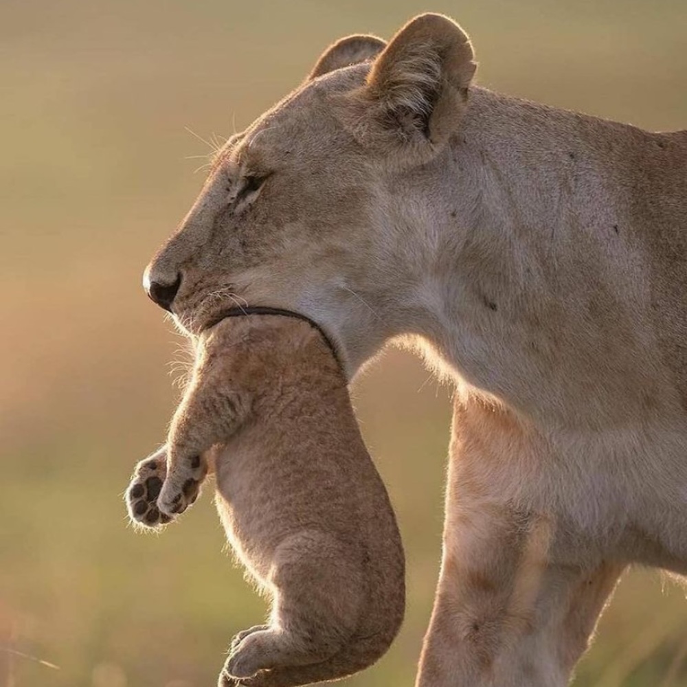 Meet your Posher, Dionn